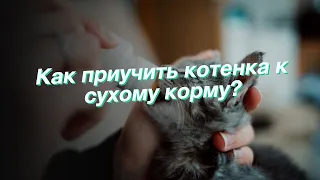 Как приучить котенка к сухому корму?