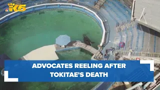Those who fought to bring Tokitae home reeling in the aftermath of the orca's sudden death