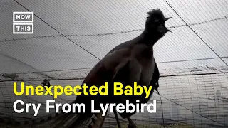 Lyrebird Mimics Baby Crying