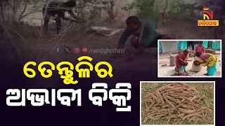 Rayagada witnesses slow tamarind sales, attracting attention from Andhra traders | Nandighosha TV