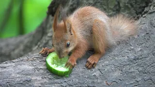Бельчонок ест огурчик / The squirrel baby eats a cucumber