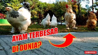 Penampakan Ayam Brahma Raksasa Yang Bikin Heboh Netizen