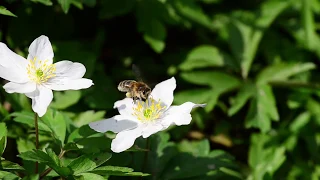 Introduction to the Benefits of Ancient Woodland Restoration | Woodland Trust