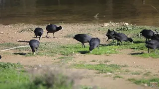 Coots (Fulica atra) eating fresh short grass.