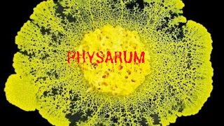 This Microbe(physarum Polycephalum) could change THE FUTURE!