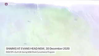 Drone Spots Large School of Sharks at Evans Head