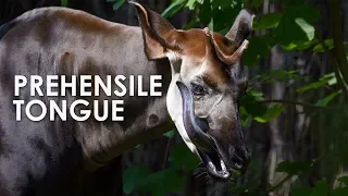 Okapi: The Forest Giraffe with a Prehensile Tongue