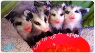 Baby Possums Eat Watermelon