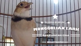 BRANDY WATCH : GOPRO - Pakling (Mongolian Lark) Aksi  Peniru Suara Burung Belajar Bunyi