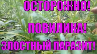 Осторожно! Повилика! Злостный паразит!