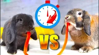 КТО ПЕРВЫЙ СЪЕСТ Эльза VS Лизун Свидание  Кроликов | Elli Di Pets