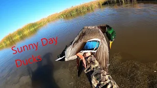 Mixed Bag Duck Hunt *Bluebird Day* (Kayaks) (Shotkam)