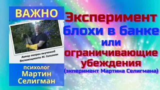 Эксперимент  блохи в банке или ограничивающие убеждения.(эксперименты Мартина Селигмана)