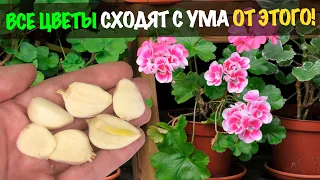 Бабушкин "метод" Запустить Пышное Цветение Всех Цветов в Декабре! Завалят цветением Герань и Фиалки.