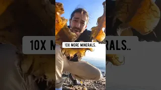 How to Feed Your Plants Seaweed | creative explained