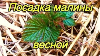 Посадка ремонтантной малины весной