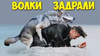 ВОЛКИ ЗАДРАЛИ