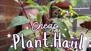 Once a year Plant Sale Haul!  Select Seeds Greenhouse Sale May 2024