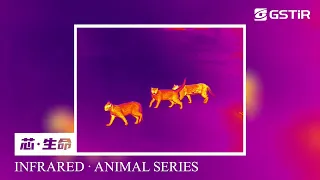 Infrared Thermal Imaging Moments·ANIMAL SERIES