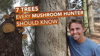 7 Trees Every Mushroom Hunter Should Know