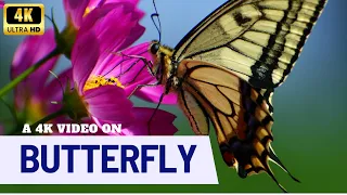 Fluttering Beauty: A Close Encounter with Butterflies in Breathtaking 4K. #butterfly #butterflies