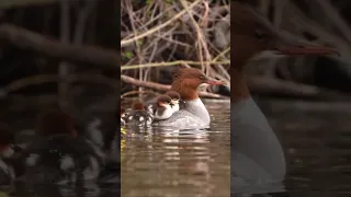 Мама-утка большого крохаля с птенцами 🦆