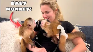 SURPRISING MY MONKEY WITH A NEW FRIEND!