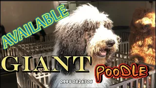 AVAILABLE na GIANT Poodle #giantpoodleph