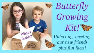 We're Growing Our Own Butterflies! (Insectlore Butterfly Kit)