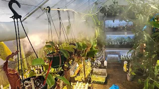 HUGE spring tour of my nepenthes greenhouse!!!