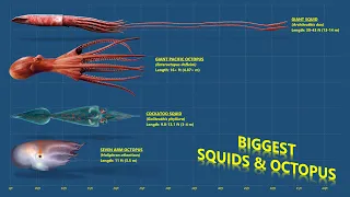 The 10 Biggest Cephalopods Ever Recorded (Squids & Octopuses)