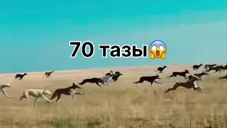 Топтық жарыс 70 тазы