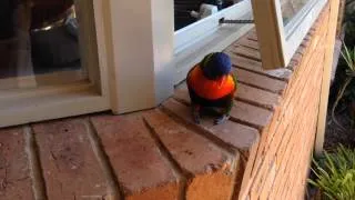 Rainbow Lorikeet talking sooky