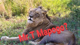 MALE LION RESEMBLES THE MAPOGO! Young Mapogo Mr.T? Kruger National Park! South Africa Today! #lion