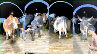 Home Qurbani Animals Of 𝕋𝕣𝕒𝕟𝕤 ℂ𝕒𝕥𝕥𝕝𝕖 𝔽𝕒𝕣𝕞 IN DHA Phase-7 (khayaban-e-Badar)