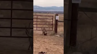 IQ Level 1,000! This mule deer buck is next level smart!