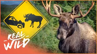 Canada's Most Dangerous Animal... The Moose? | Natural Kingdom | Real Wild