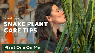 Ultimate SNAKE PLANT CARE Guide — Ep 202