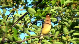 Bird: Cedar Waxwing