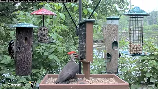 NONSTOP Pileated Woodpeckers at the #CornellFeeders (over 90 min!) | June 2023