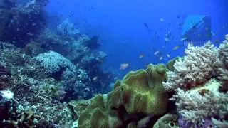 Diving Crystal Rock, Komodo National Park, Indonesia