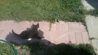 Реакция кота на тень