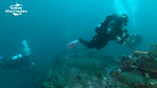 Diving Sydney Dee Why Wide scuba divers best dive site