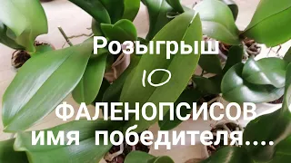 Орхидеи. 10.000 ПОДПИСЧИКОВ, розыгрыш  10 Фаленопсисов. ПОЗДРАВЛЯЮ.