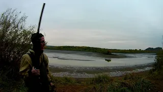 Охота на утку в Удмуртии с дратхааром.