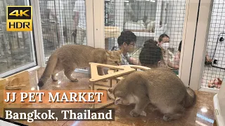 [BANGKOK] Chatuchak Weekend Market Pet Zone - Biggest Pet Market In Bangkok! [Walking Tour 4K HDR]