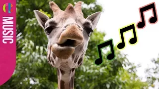 Funny Animals Alert! | The Zoo Theme Tune