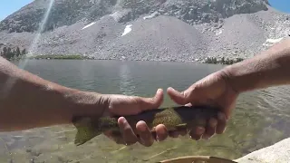 Looking for Golden Trout Hybrids at Hilton Lake #3 (Hilton Lakes, Eastern Sierra)