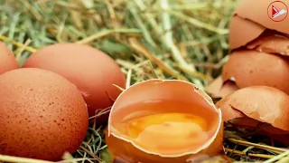 Amazing Facts About How Birds Get Oxygen Inside Their Eggs !