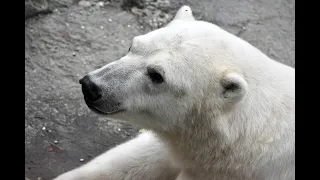 Pairi Daiza - Zicht Ijsberenverblijf - View The White Bear House